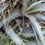 Dyckia floribunda Blatt