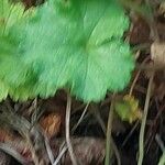 Pelargonium drummondii