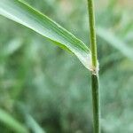 Sorghum halepense Bark