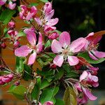 Malus × floribunda Цветок