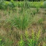 Tripidium ravennae Blad