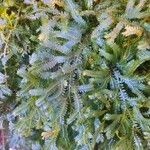 Selaginella uncinata Φύλλο