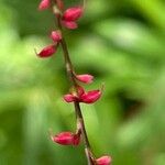 Persicaria virginianaFruit