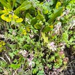 Fumaria agraria Flor