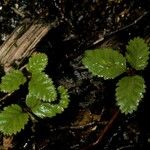 Nothofagus pumilio Altres