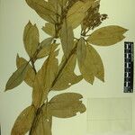 Pieris formosa Mosusu