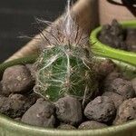 Oreocereus trollii Yaprak