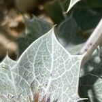 Eryngium maritimum Blad