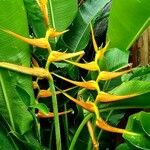 Heliconia latispatha Flower