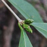 Ligustrum ovalifolium Sonstige