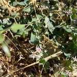Cynanchum acutum Цветок