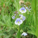 Veronica serpyllifolia Flor