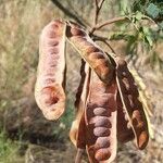 Paraserianthes lophantha Fruto