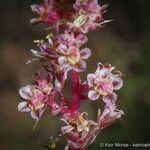 Amaranthus torreyi Květ