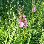 Sidalcea cusickii 整株植物