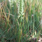 Spiranthes romanzoffiana Λουλούδι