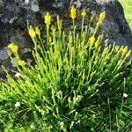 Genista sagittalis Hábito