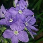 Veronica orsiniana Flower
