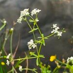 Galium palustre Flower