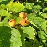 Crataegus coccinea Blatt