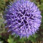 Echinops ritroFlower