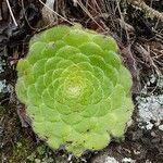 Aeonium tabulaeforme Lapas