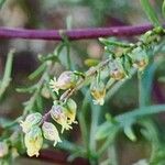 Artemisia scoparia Blüte