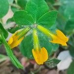Lotus biflorus 花