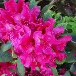 Rhododendron ferrugineum Blodyn