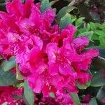 Rhododendron ferrugineum Flower