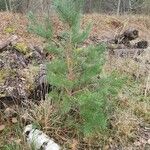 Pinus sylvestris Листок