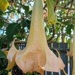 Brugmansia versicolor Λουλούδι