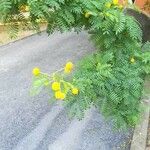 Vachellia farnesiana Агульны выгляд