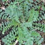 Sanguisorba minor Fuelha