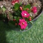 Kalanchoe blossfeldianaBlüte