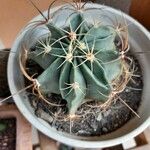 Ferocactus histrix Leht