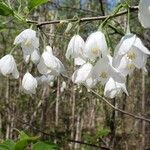 Halesia diptera Fiore