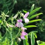 Galega officinalis 花