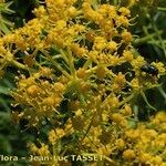 Cachrys sicula 花