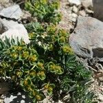 Euphorbia seguieriana Fleur