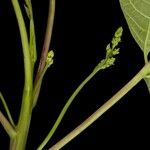 Toxicodendron vernix Flor