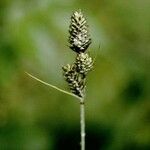 Carex buxbaumii Плід