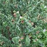 Prostanthera cuneata Yaprak