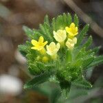 Neatostema apulum Flower