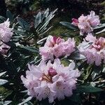 Rhododendron adenogynum Flower