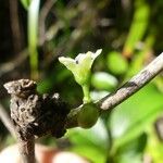 Geniostoma borbonicum Blomst