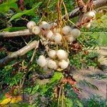 Sorbus cashmiriana