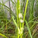 Sparganium americanum Blodyn