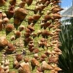 Ceiba chodatii Bark