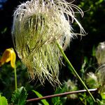 Clematis tangutica Frucht